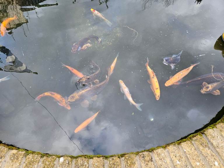 Pond fish, koi, orf etc 