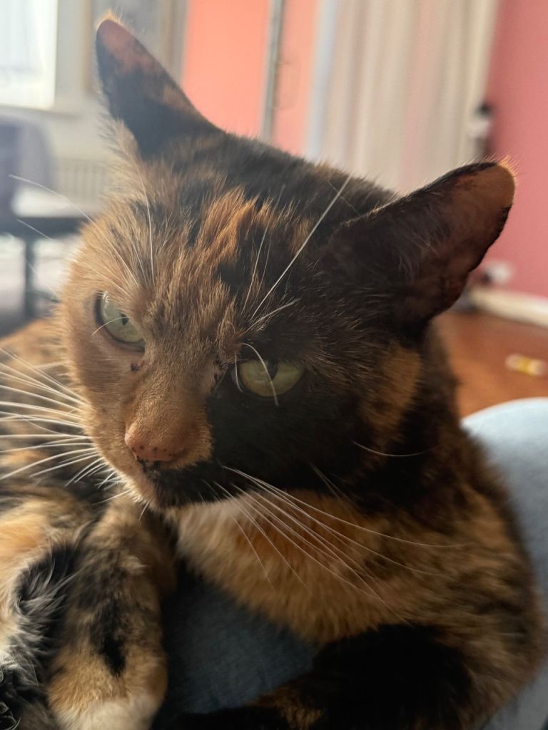 7 year old gorgeous girl