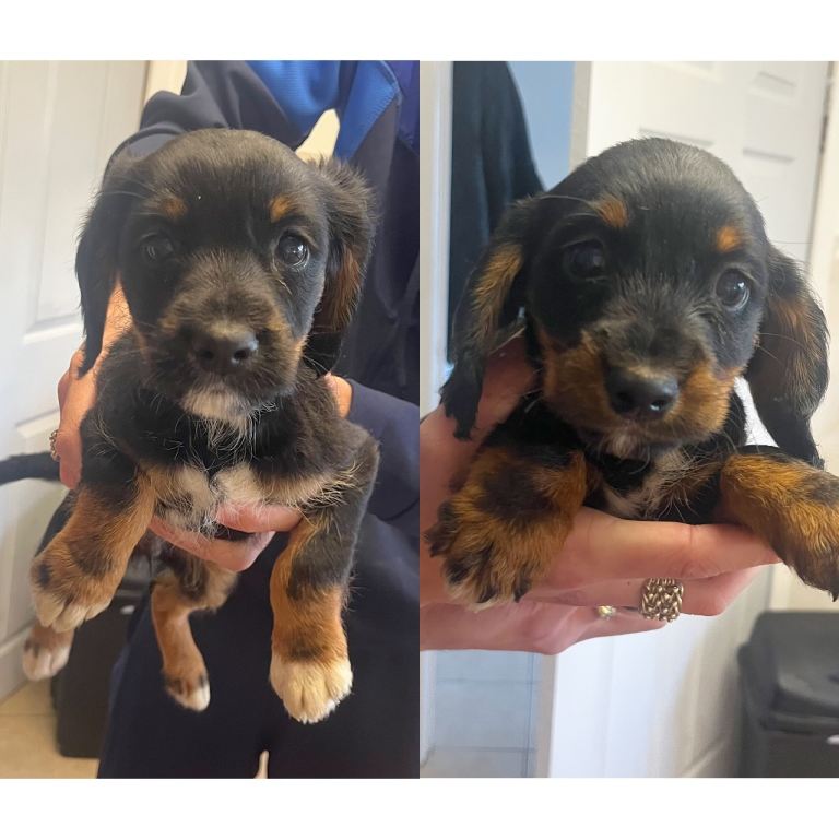 Cocker spaniel x terrier puppies for sale