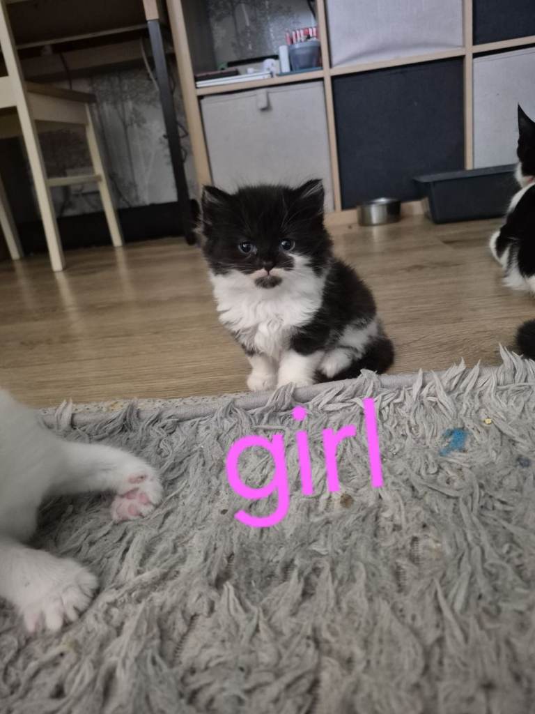 Kittens for sale