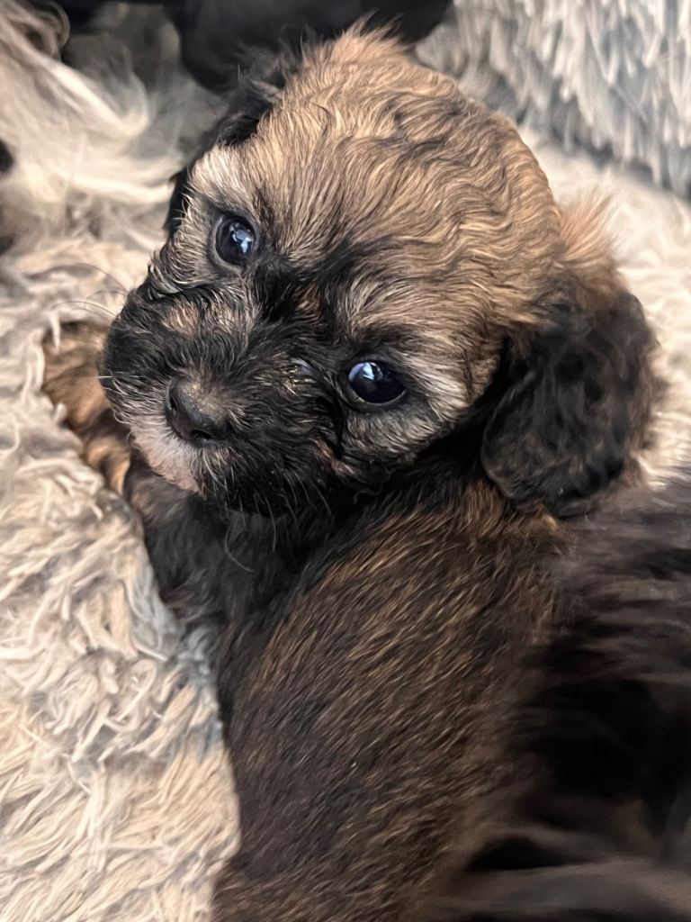 5 beautiful shihpoo puppies 