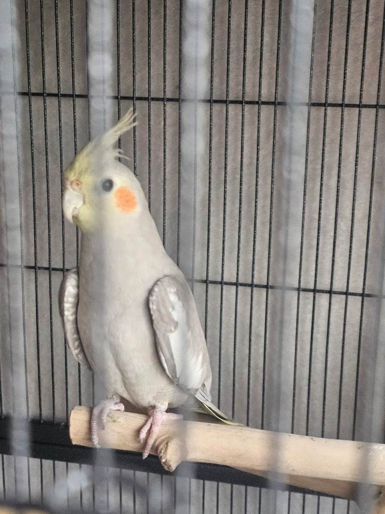 Male Cockatiel with cage etc