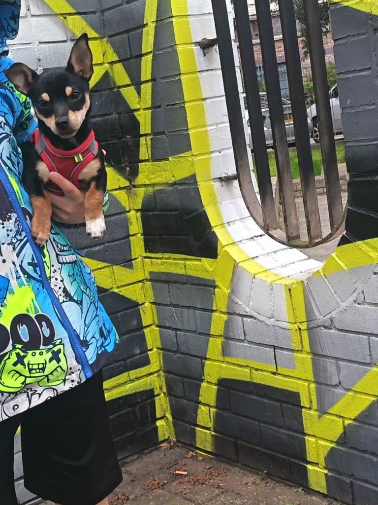 Chihuahua puppy £950