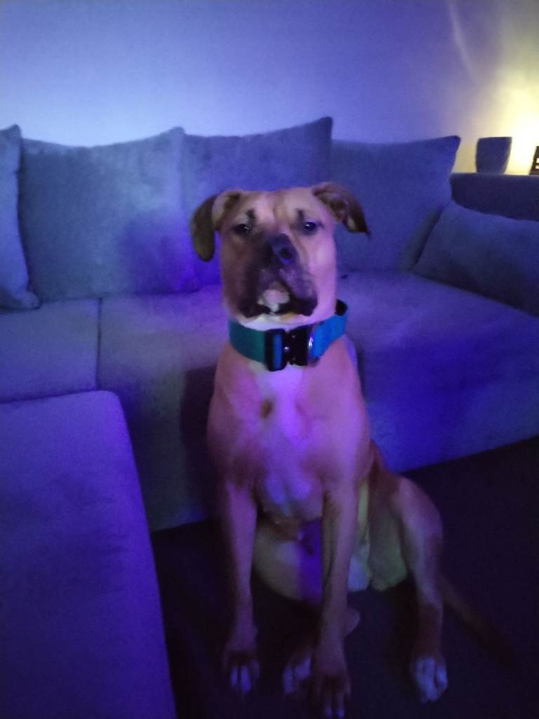 Bulldog crossbreed, 3 years old. 
