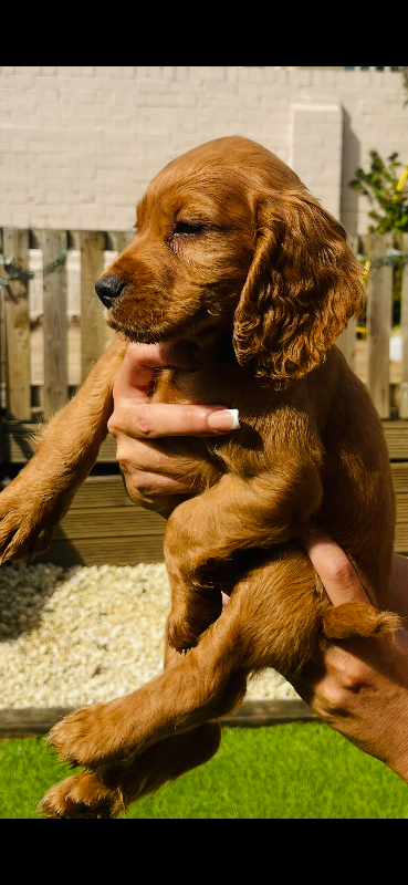 Kc registered puppies 