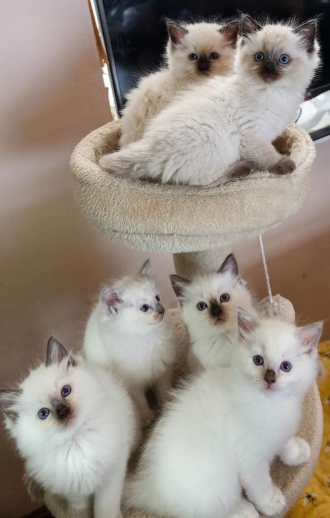 Ragdoll kittens 