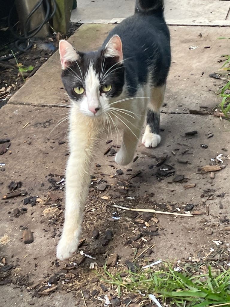Male cat