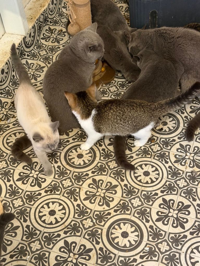 BSH kittens last two remaining 