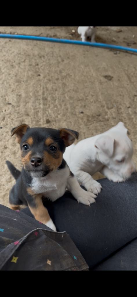 Jack Russell Puppies