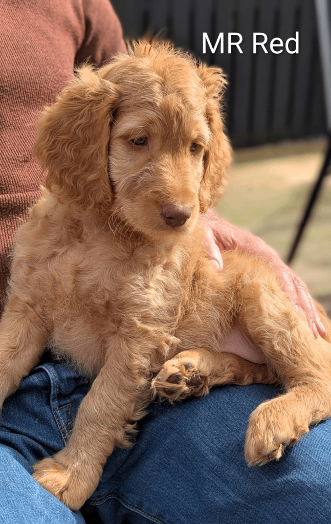 Cockapoo/Australian Labradoodle Pups 