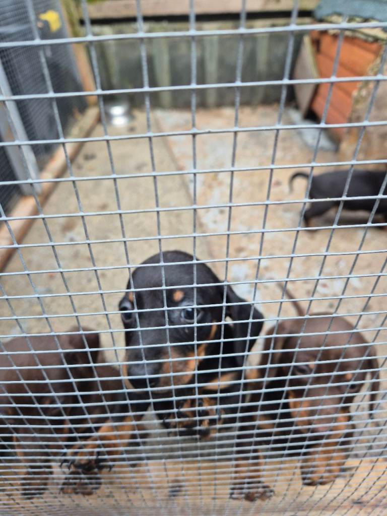 Dashound puppies 