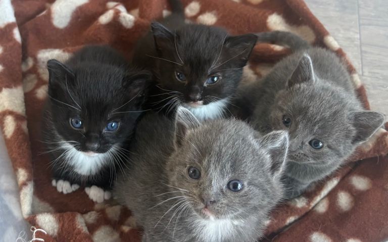 Kittens for sale (1 black/white girl left) 