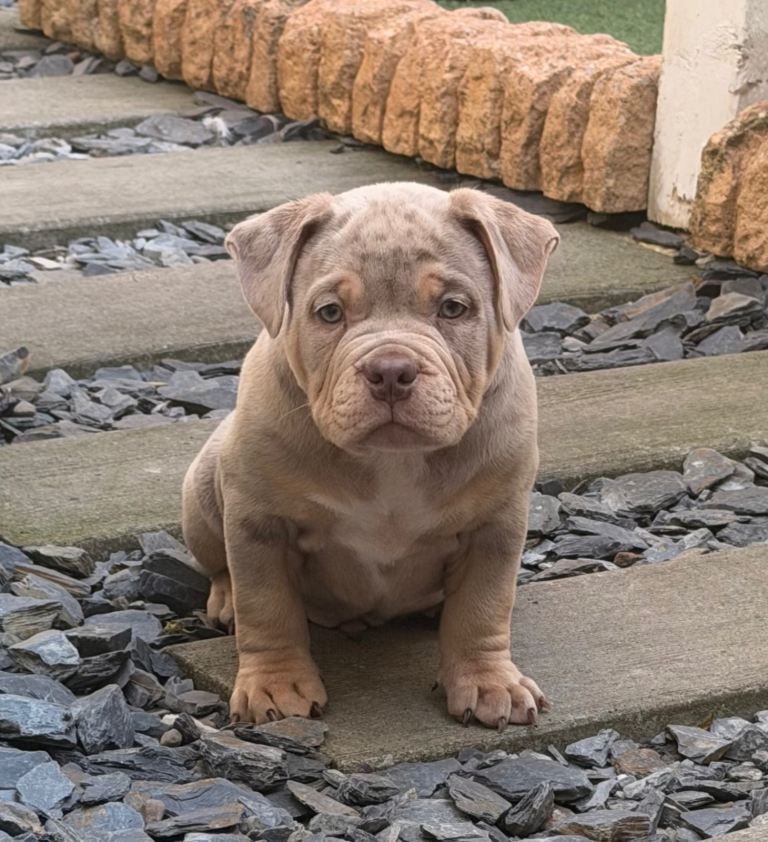 Top quality pocket bully pups for sale, READY NOW 
