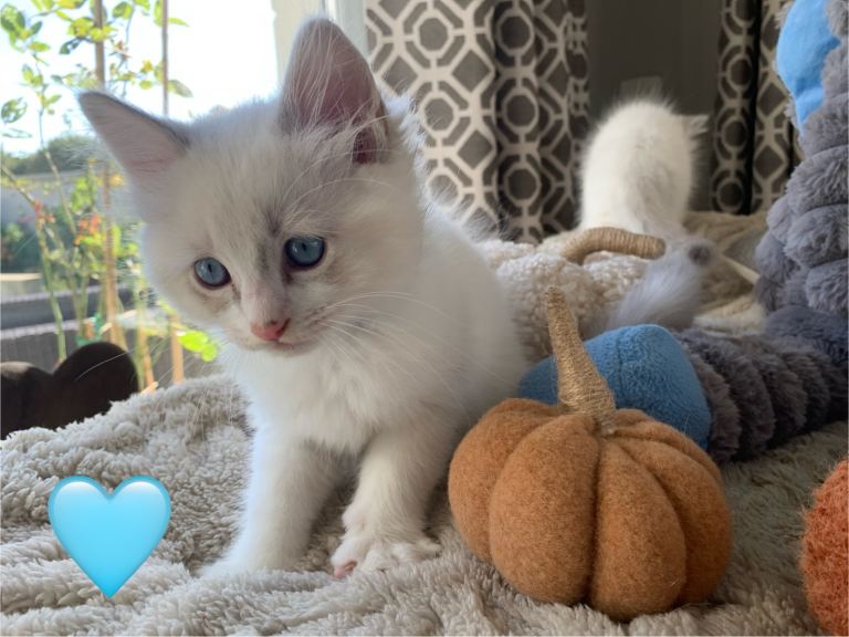 Beautiful purebred Ragdoll kittens