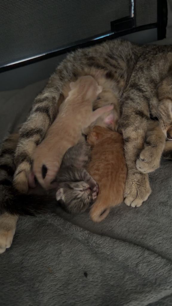 Kittens 