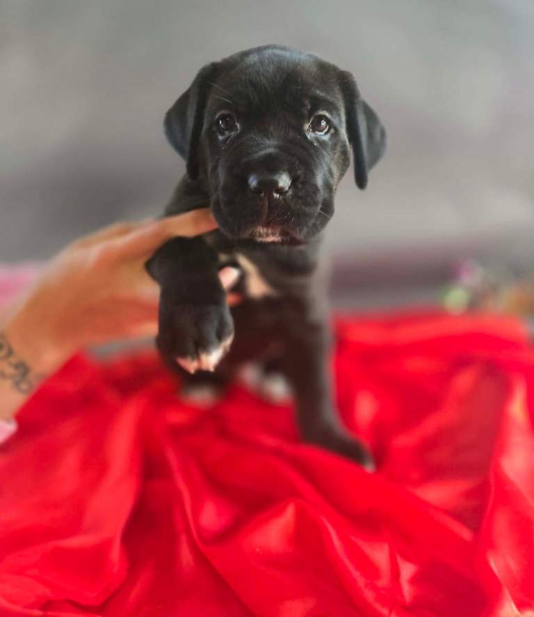 Cane corso puppies 
