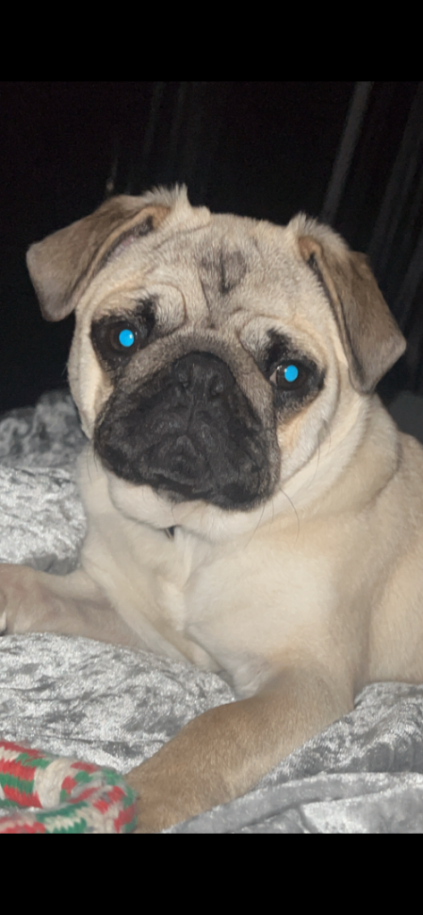 11-Month-Old Pug