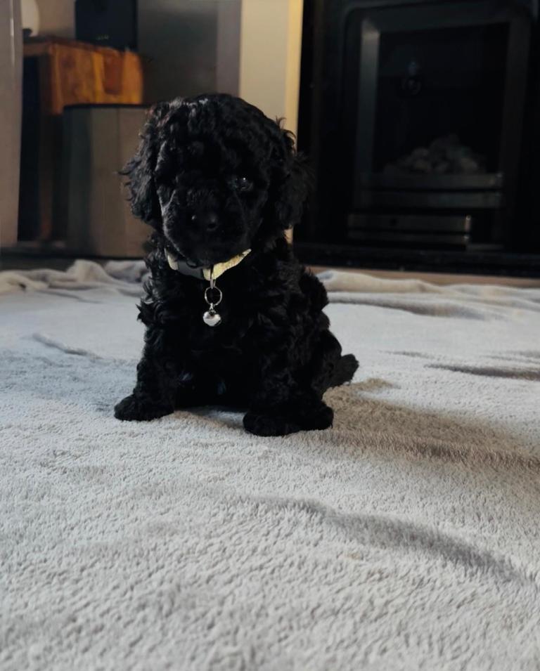 🐾 Beautiful Toy Cockapoo Puppies from Extensively DNA & Health Tested Parents 🐾