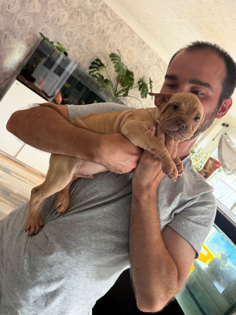 French bulldog x sharpei puppys last male 