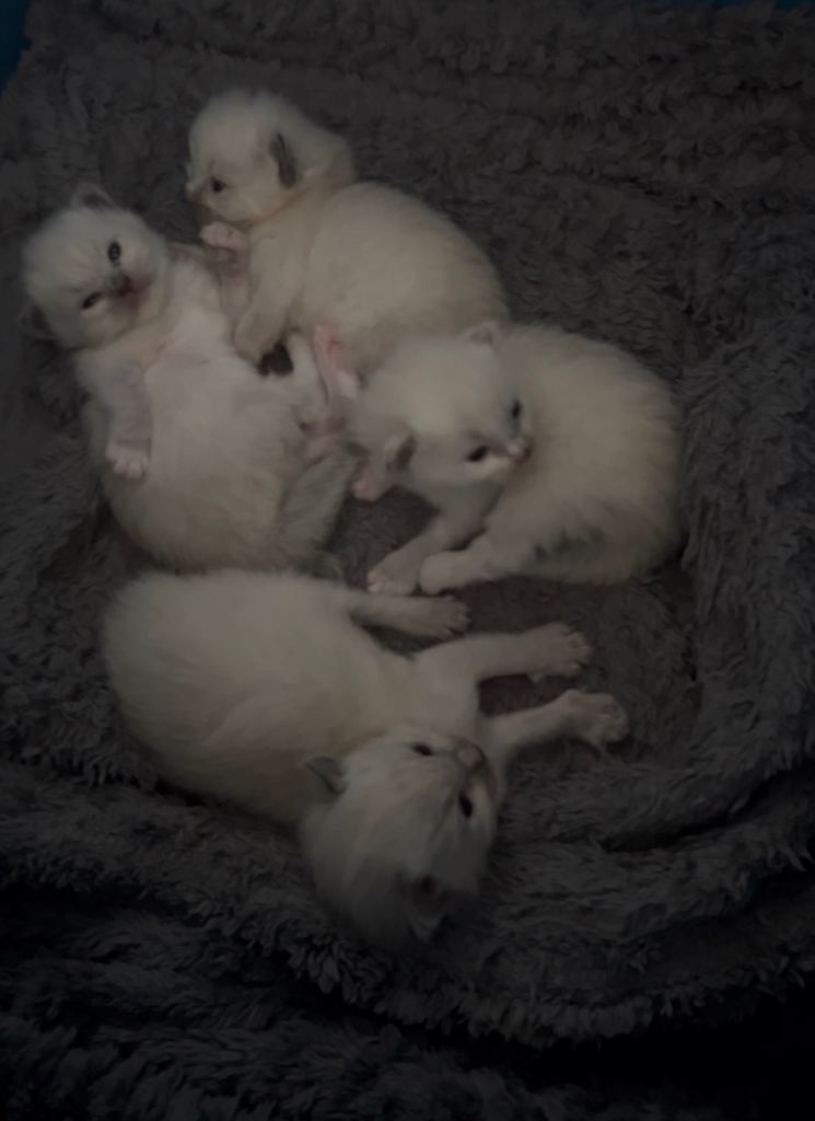 Ragdoll kittens 2 girls 2 boys 