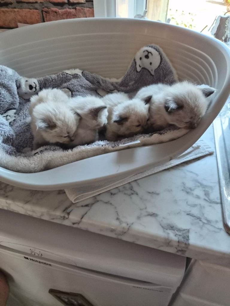 Crossed ragdoll kittens 