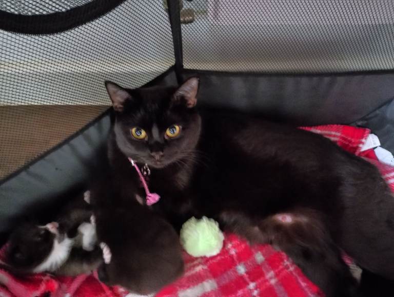 Bsh kittens 