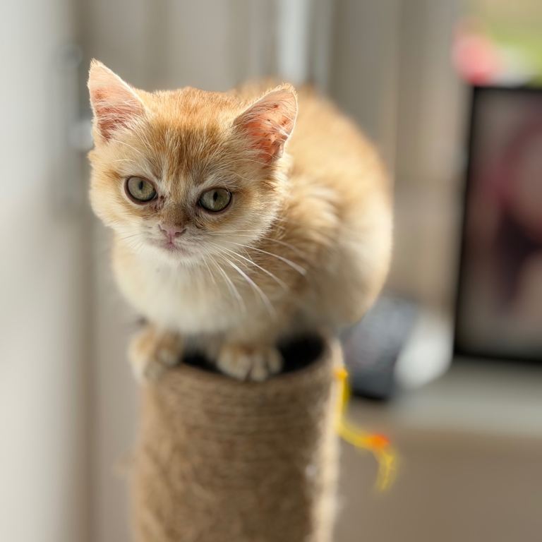 Only 2 left Golden Chocolate British shorthairs