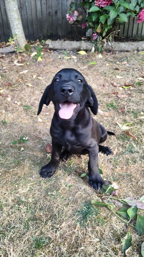 3 Labrador puppies left