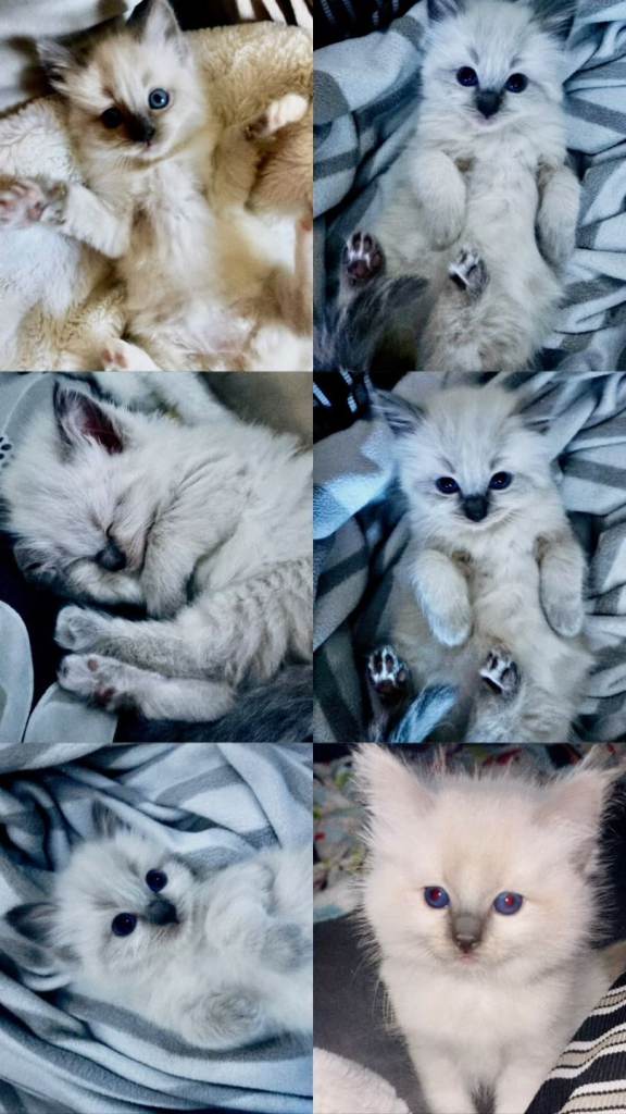 Ragdoll kittens...