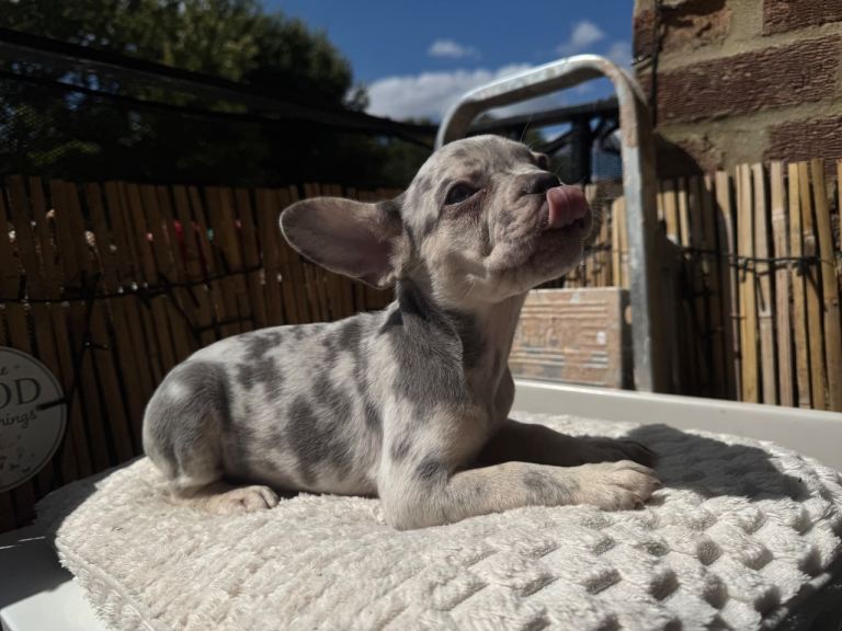 Merle French Bulldog Puppy 