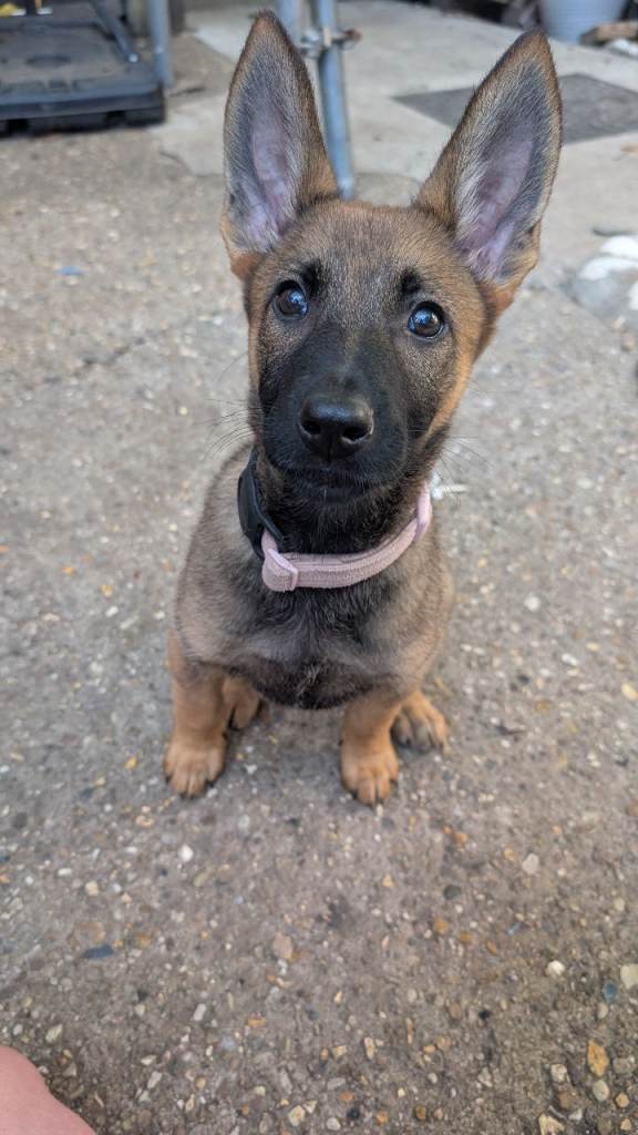 13week shepinois needing home 