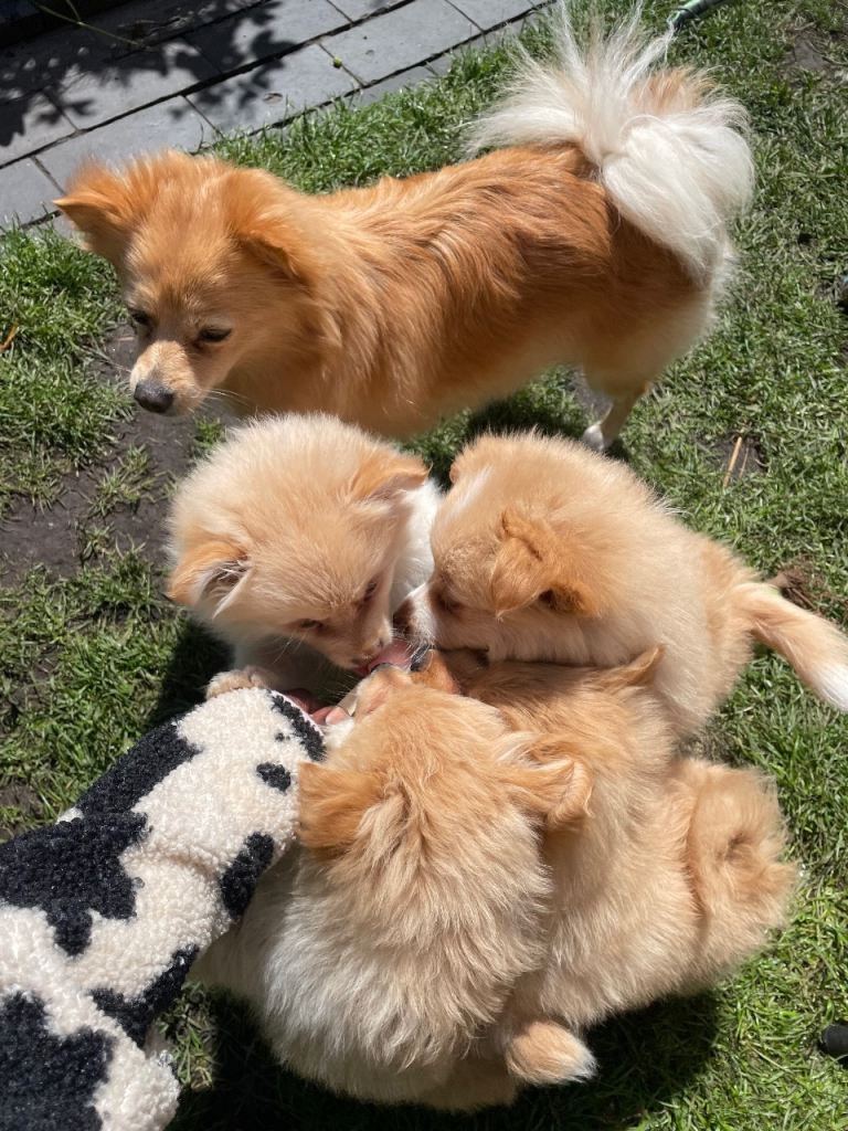 Ready now Pomeranian puppies for sale. 