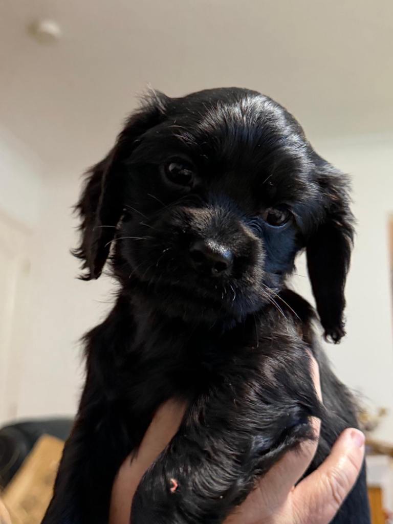We have  1 girl  Winnie puppies Cocker / Caviller King Charles Spaniels