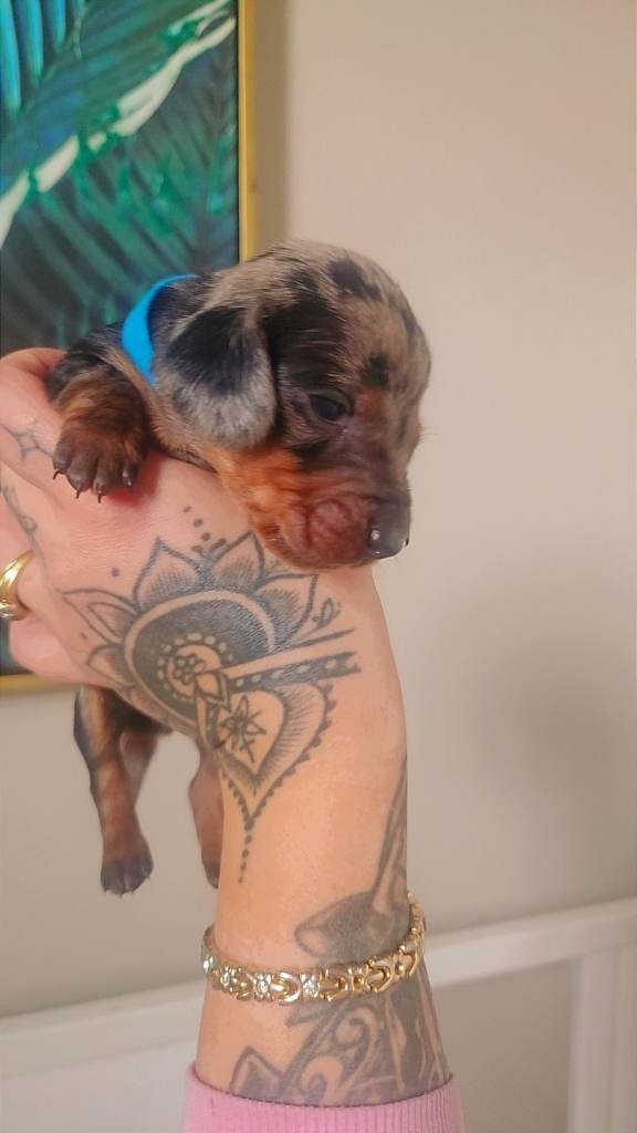 Dachshund puppys 