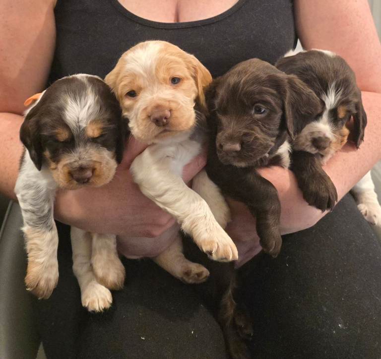 4 female sprocker puppies