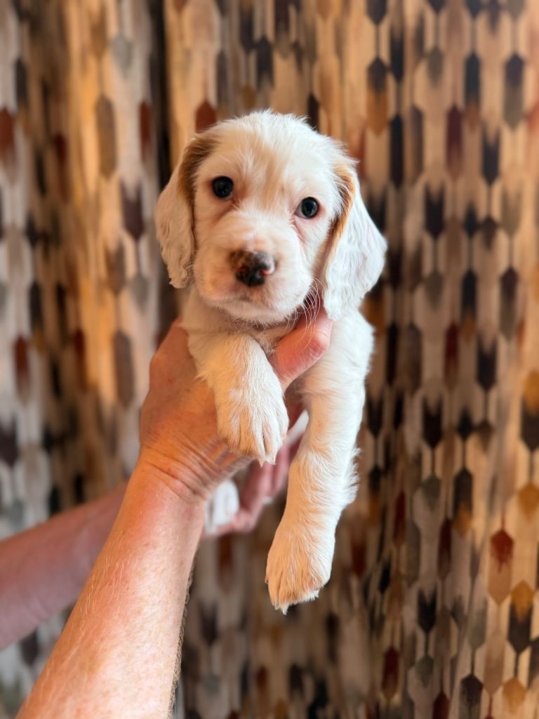 Cocker Spaniel Puppy