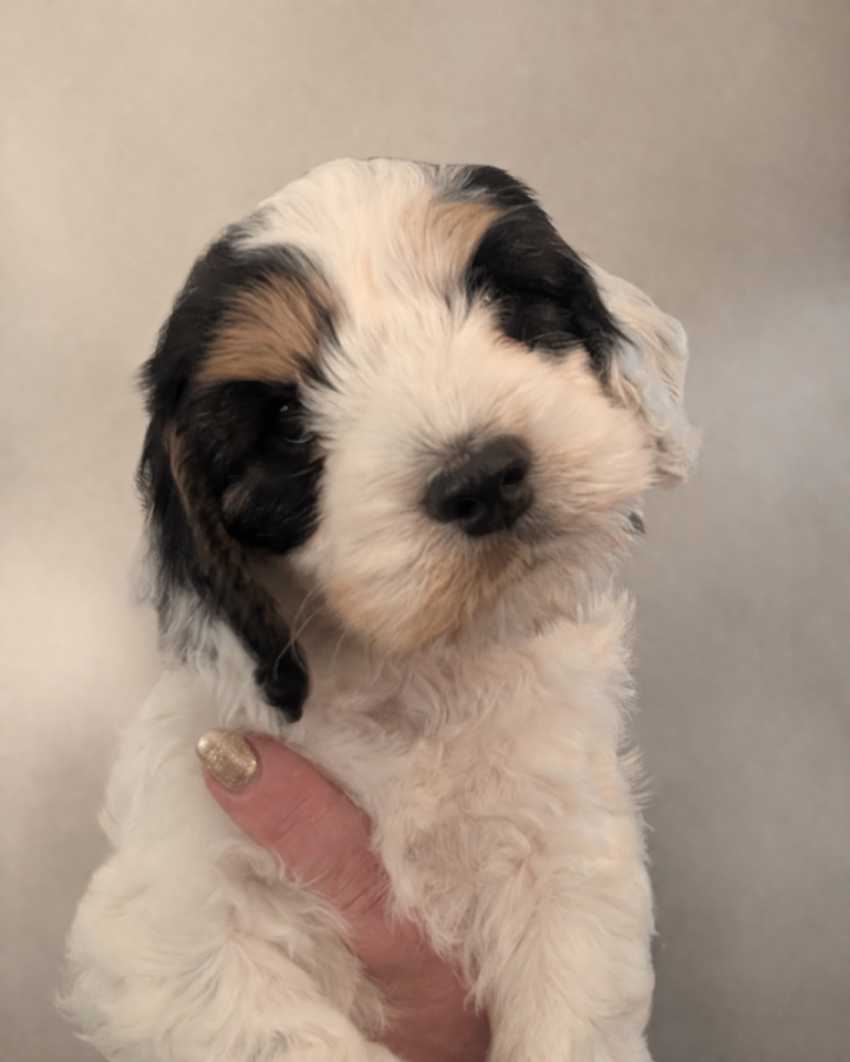 Cockapoo puppies one beautiful male, looking for his forever home.