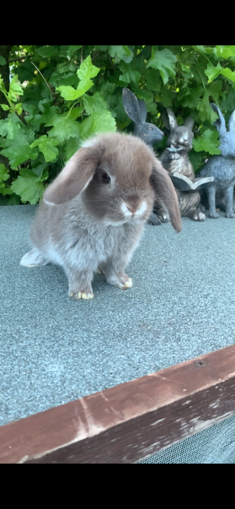 Baby Mini Lop Eared Rabbit-8 Weeks Old-Ready To Leave Now-£80 Each.