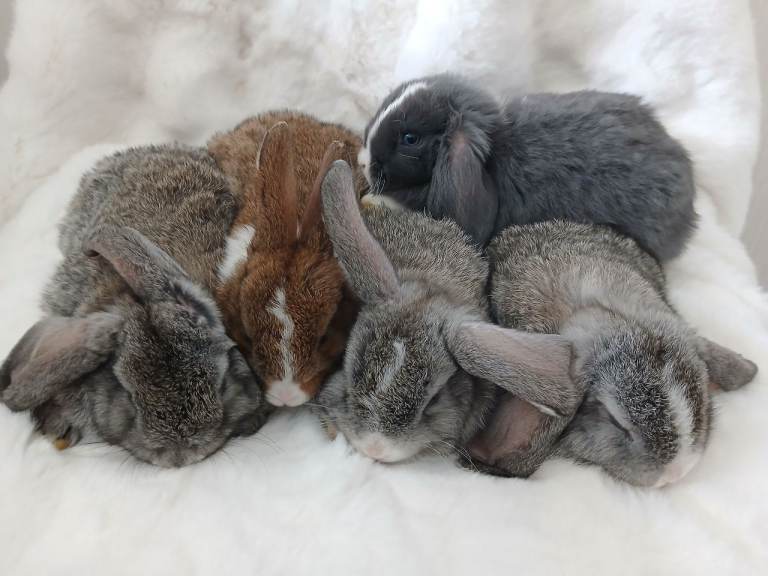 Baby Rabbits Mixed Litter Grey Brown Lop Eared
