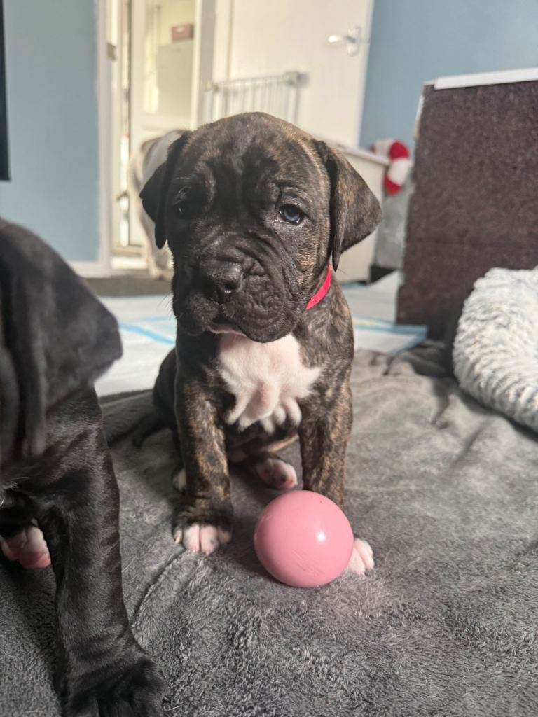 American Bulldog X Cane Corso Puppies 🐾