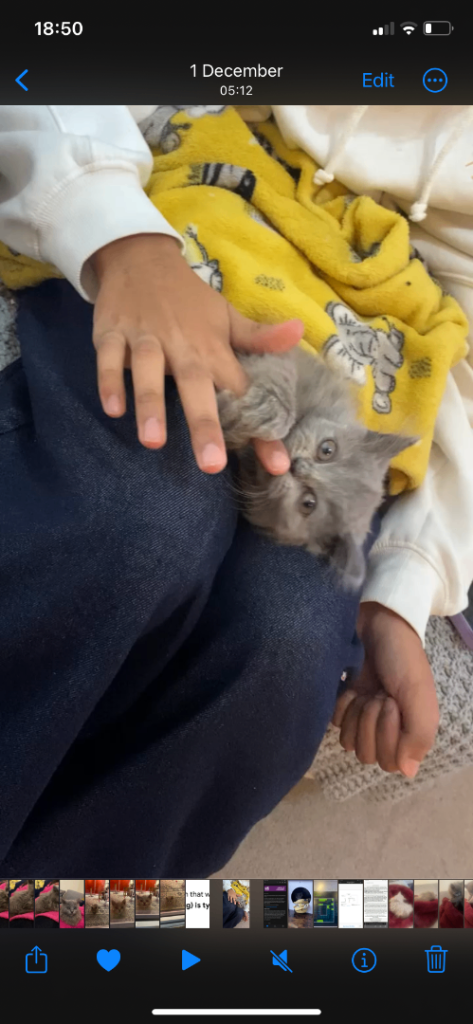 British long hair kitten