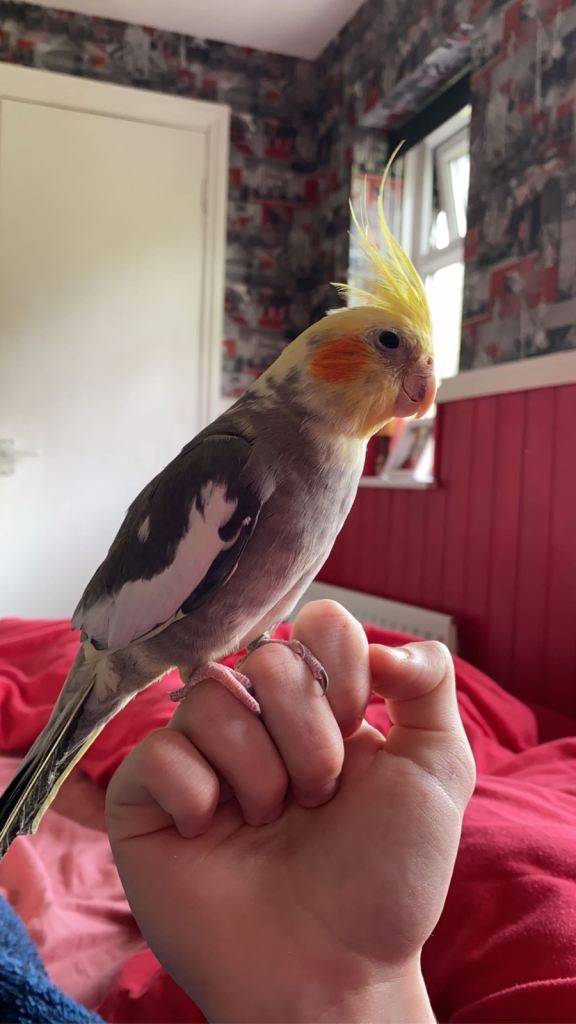 Cockatiel