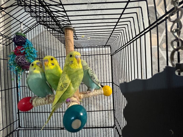 Budgies 