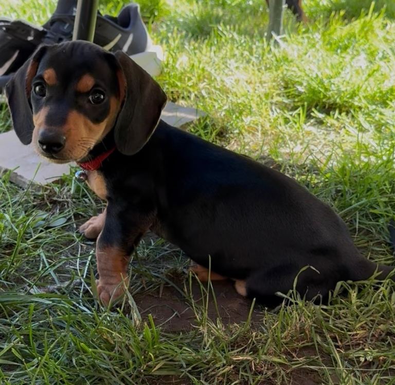 Miniature dachshund puppies 2 LEFT