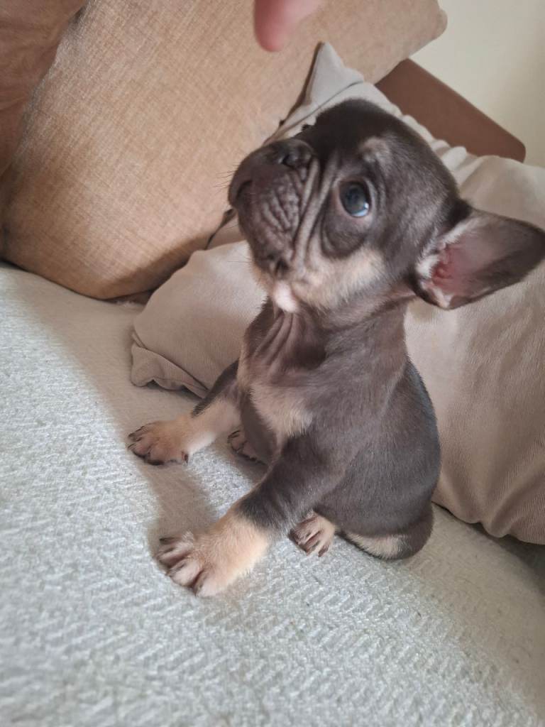 French bulldog puppies 