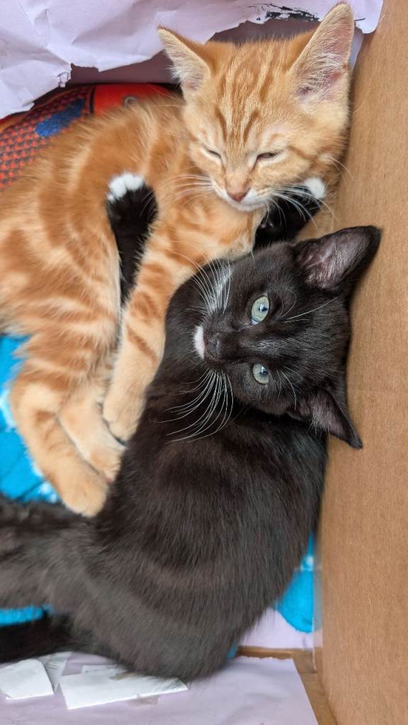 Adorable kittens looking for forever home