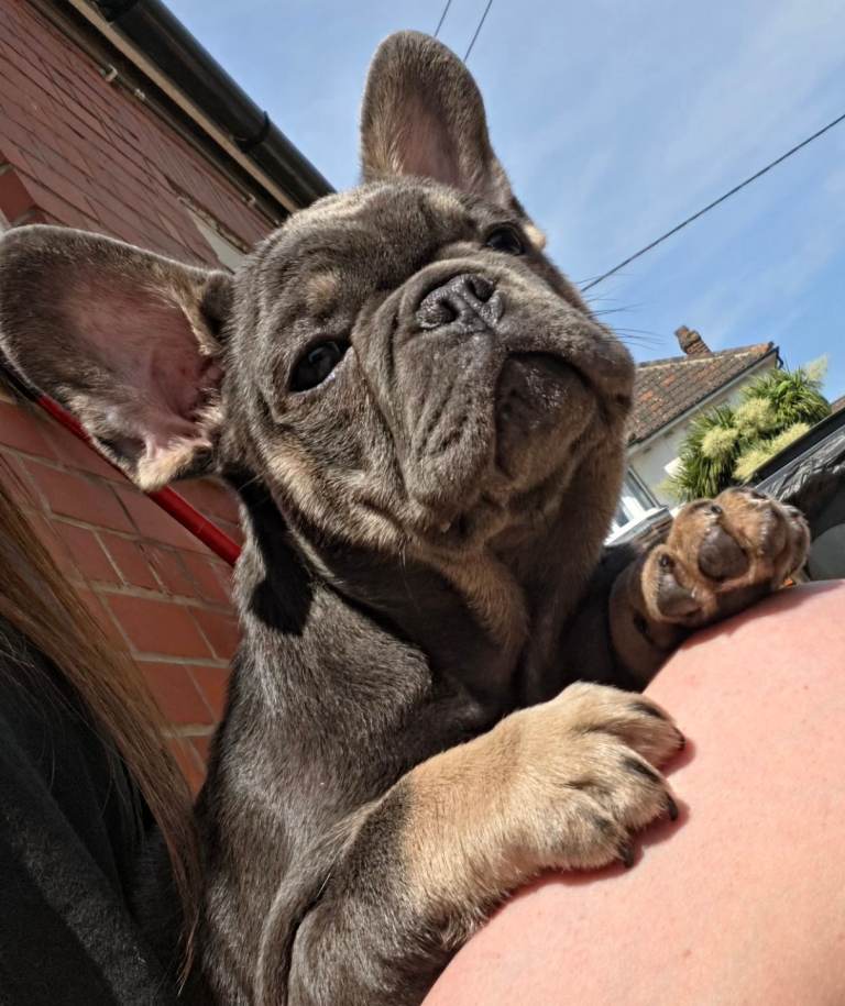 LAST 2 Puppies LEFT