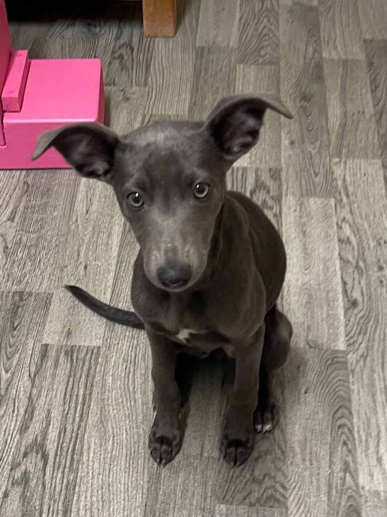 Grey blue mixed breed bitch