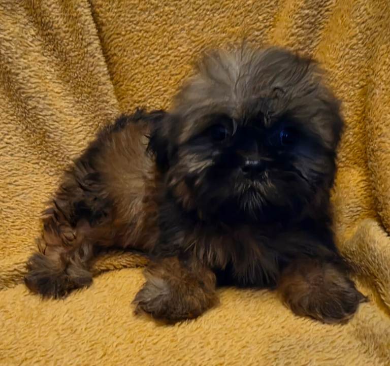 Shih Tzu - Miniature Schnauzer Mix Puppies for sale