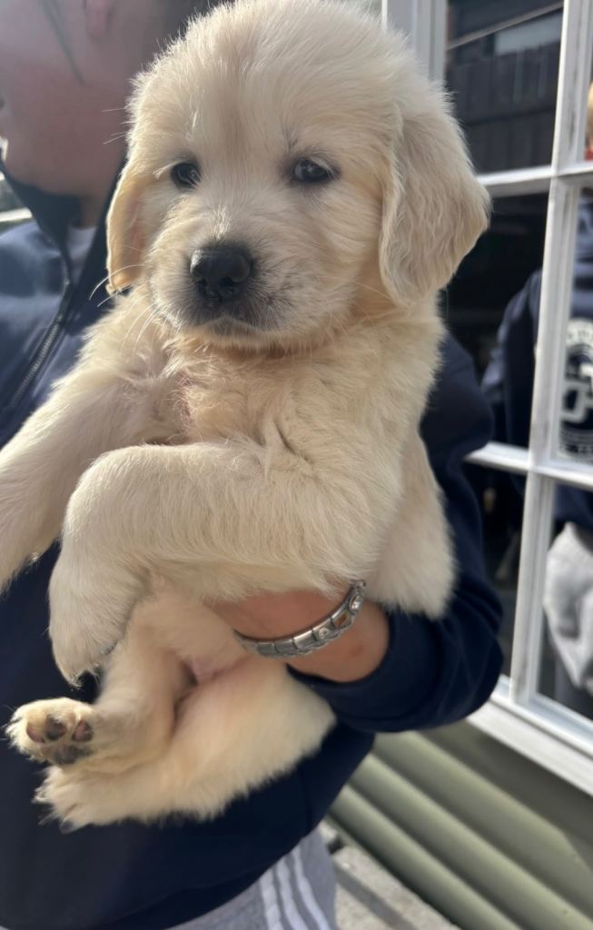Golden Retriever Pups
